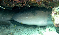 IMG_7781rc_Maldives_Madoogali_Requin nourisse fauve-Nebrius ferrugineus